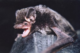 Night Callers: Scientists Listen in on Bats in the Bronx